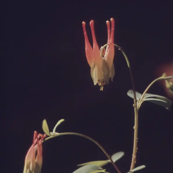 Gros plan sur deux fleurs sur fond sombre.