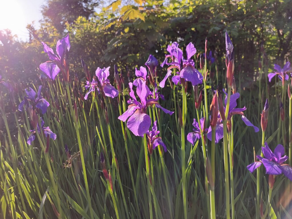Merkabah et Roue Médecine