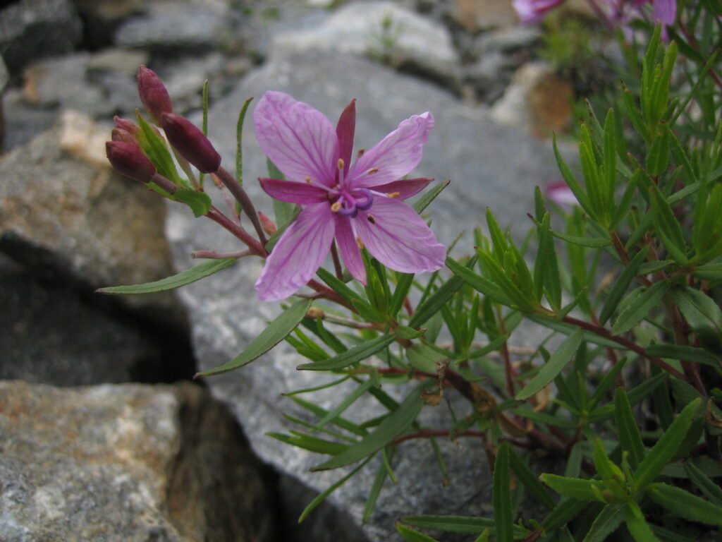 Le Tour du Mont-Blanc - 3 x 5 jours en bivouac