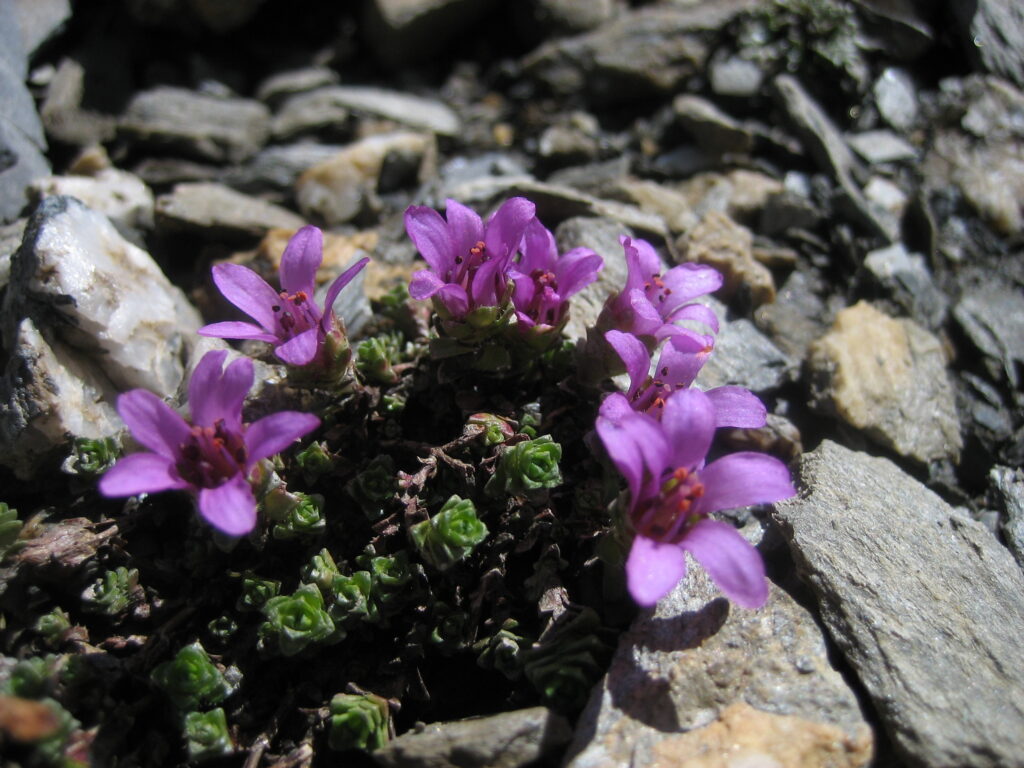 Le Tour du Mont-Blanc - 3 x 5 jours en bivouac